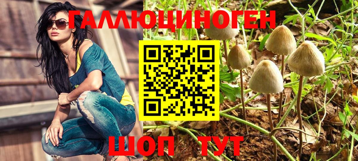 как найти   Галлюциногенные грибы ЛСД  Ростов Великий  Вход с VPN  Псилоцибиновые грибы Psilocybe 